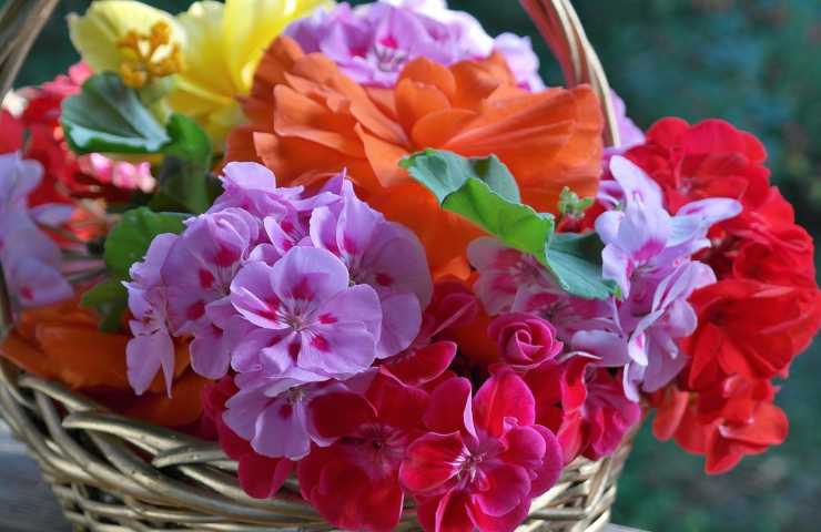 Gerani colorati fioritura perfetta 