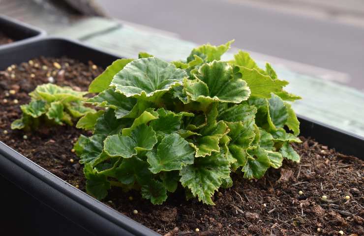 Coltivazione begonia giardino