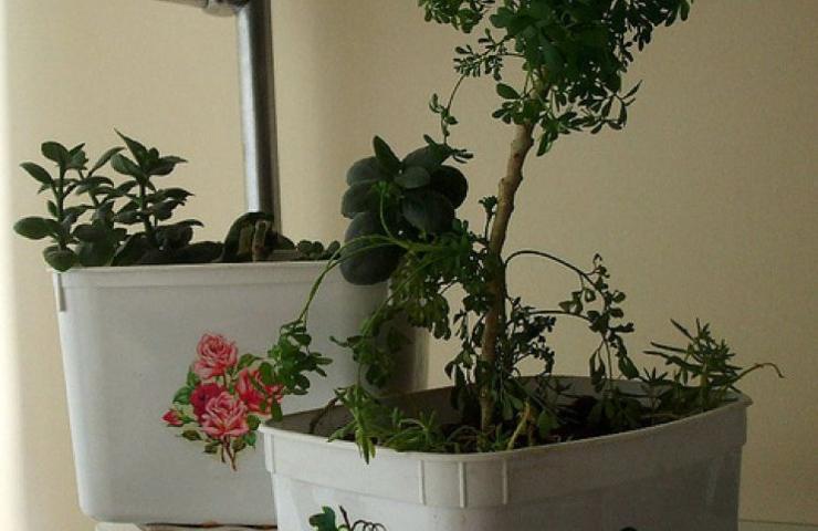 Contenitori gelato vaso piante