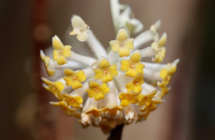 Edgeworthia attira farfalle