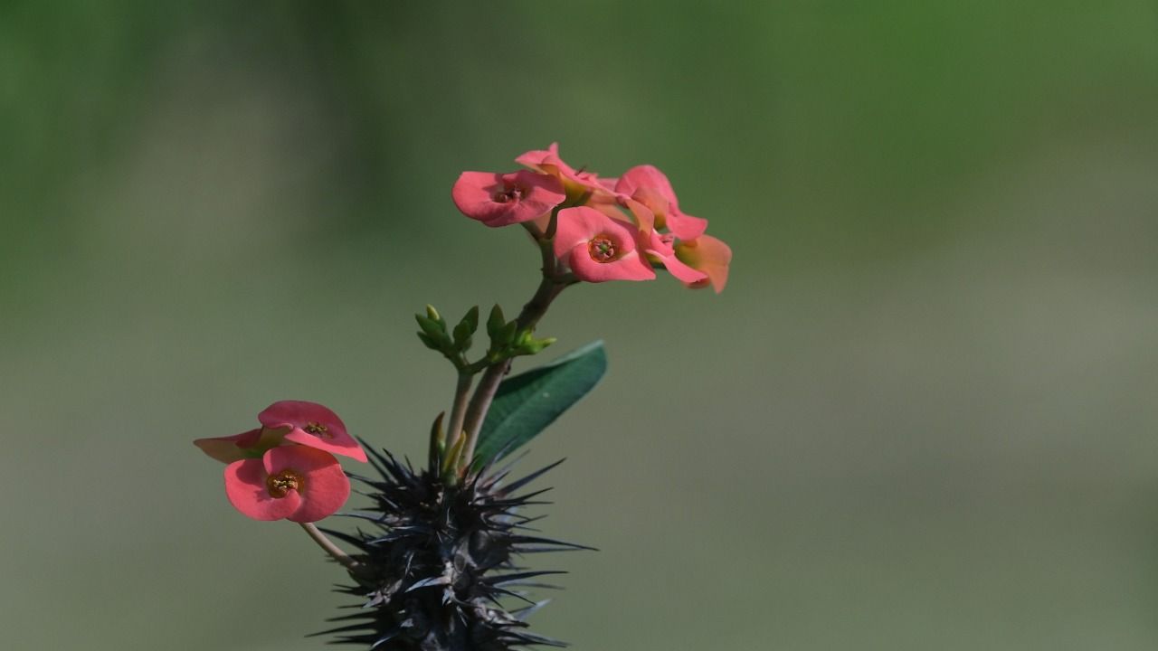 Euphorbia cura manutenzione