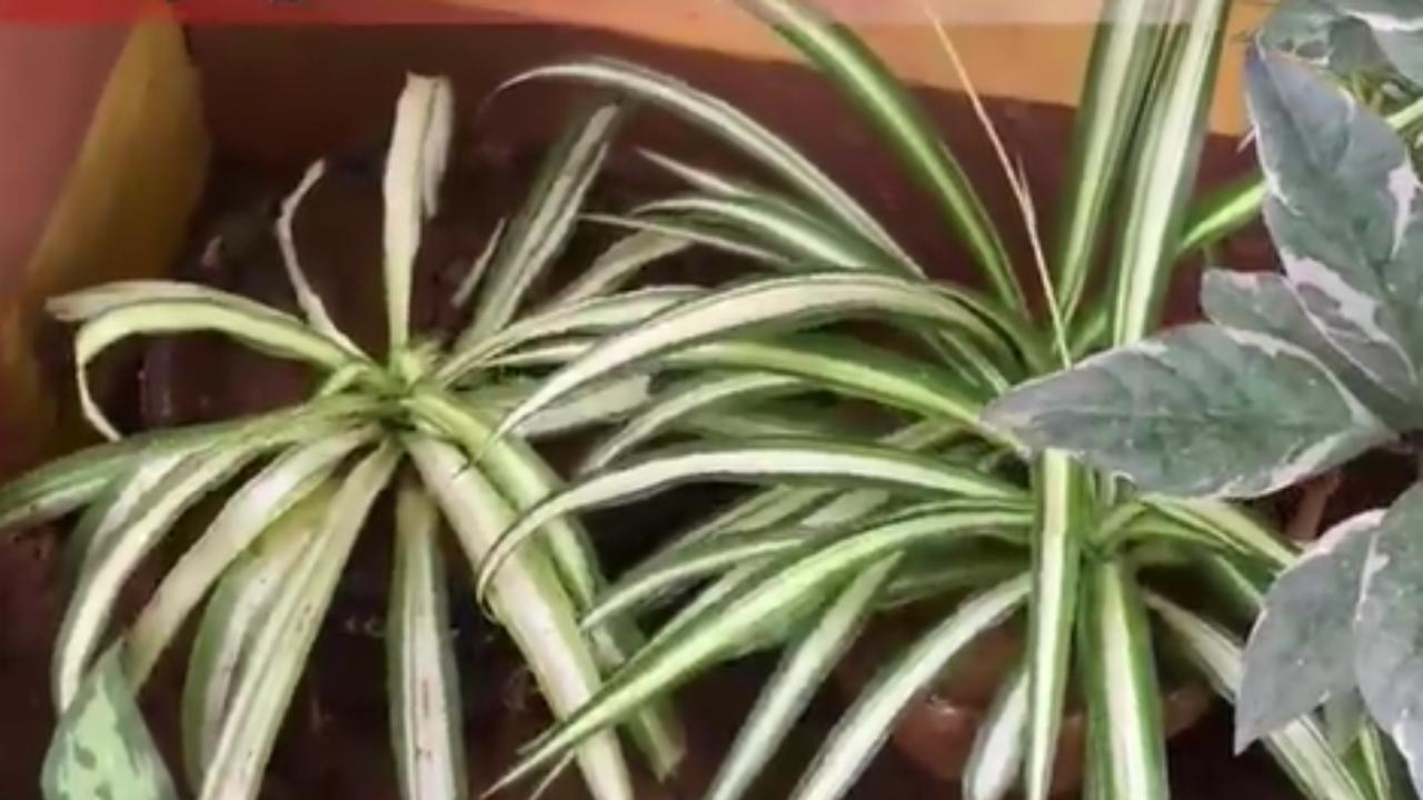 Falangio sul balcone