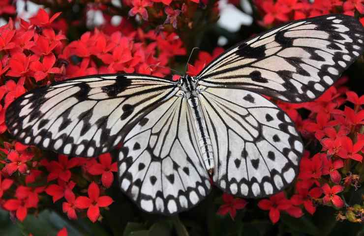Farfalla bianconera metodi attirare 