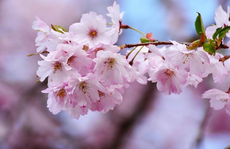 fiori di ciliegio varietà