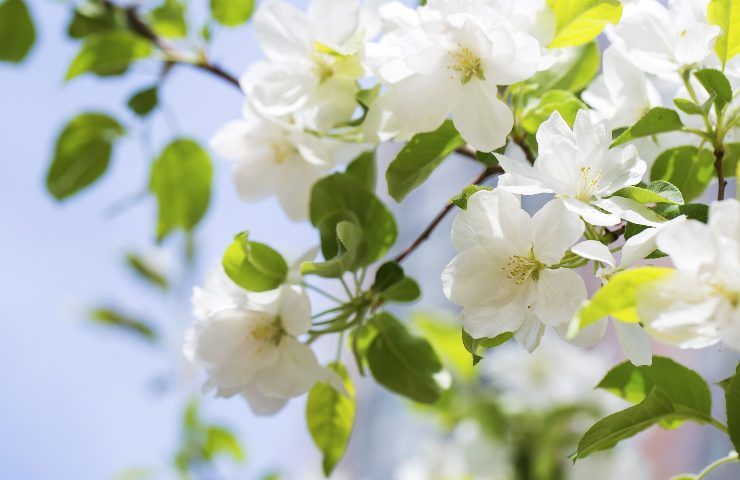 Fiori begonia bianchi