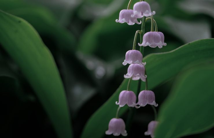 pulizia protezione foglie orchidea