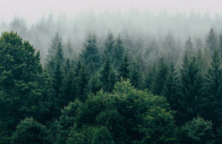 strategia tutela forestale boschi 2022