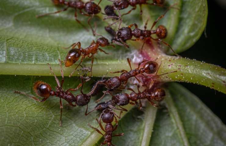 Anciana portugal hormigas