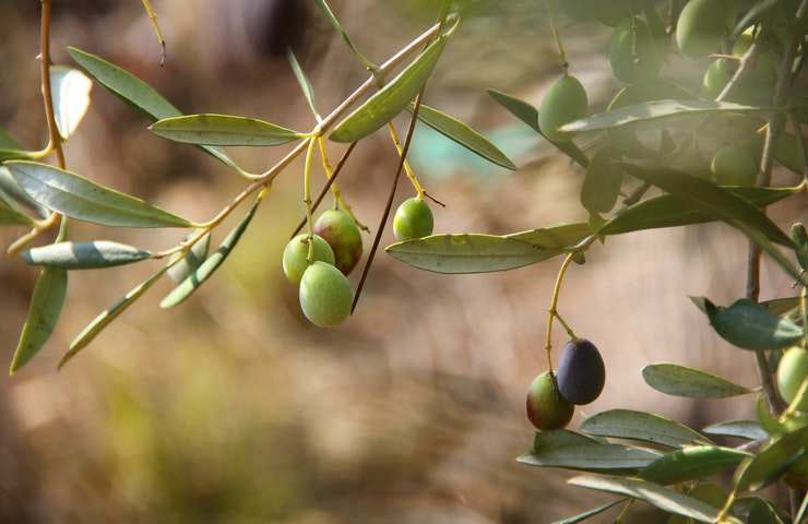 albero frutto ulivo