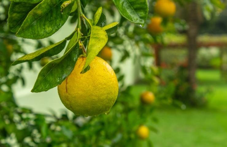 Albero limone