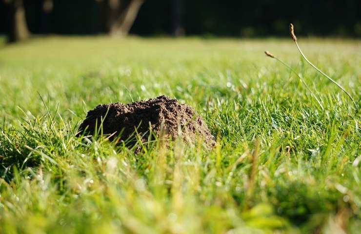 talpa orto giardino