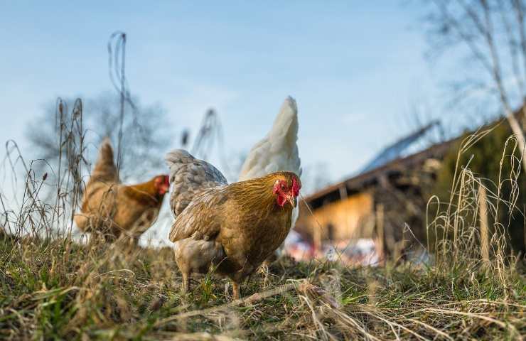 recinto galline protezione