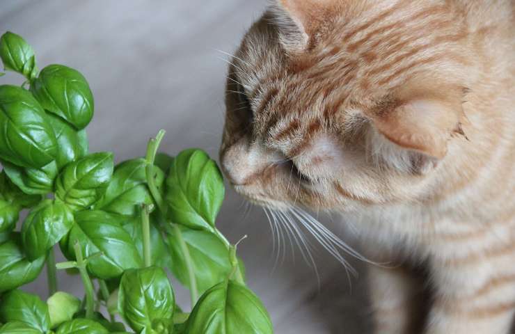 piante anti gatto
