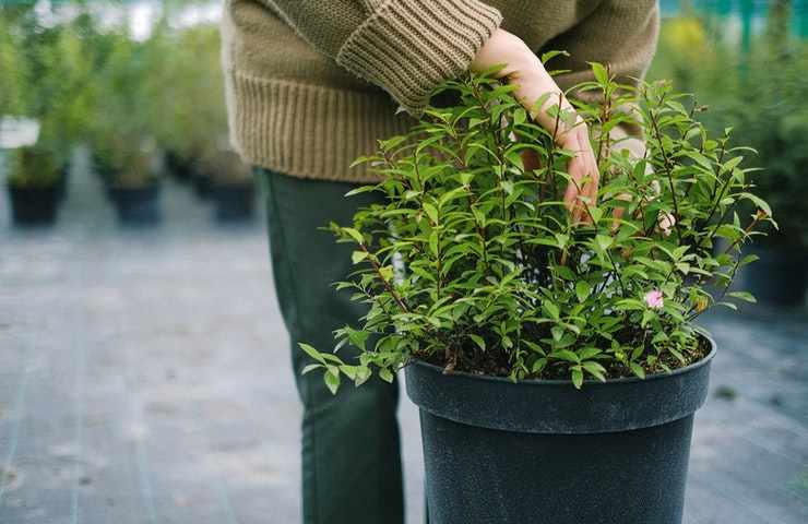 giardinaggio cosa fare guida