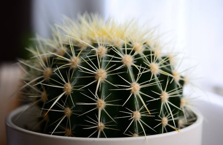 Impianto cactus fai da te