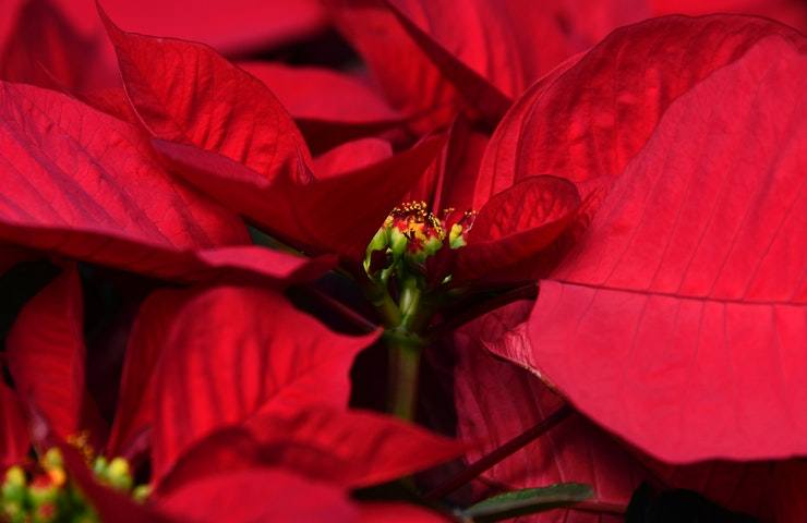  Poinsettia fiore