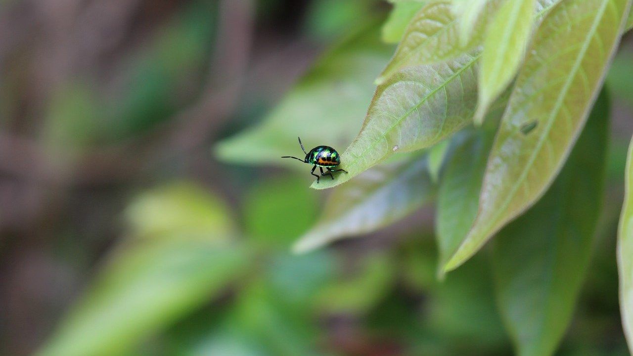 soluzione insetticida orto giardino