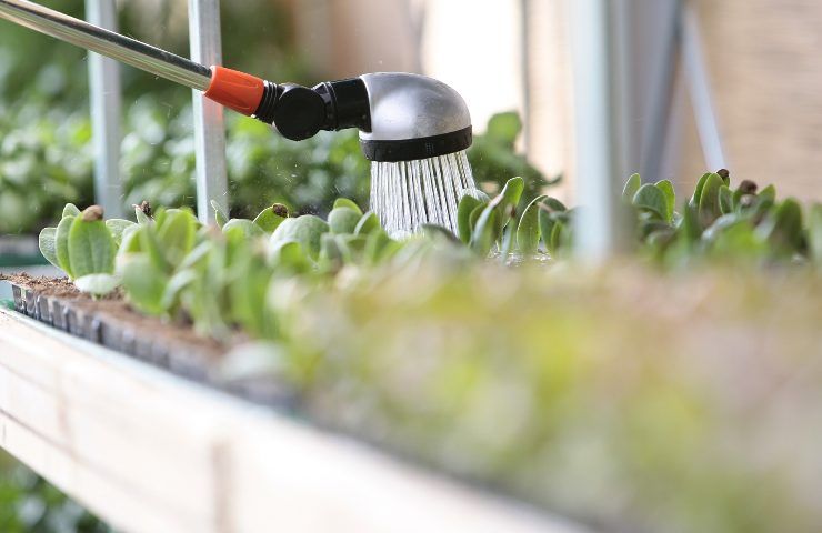 Irrigazione piante errori evitare