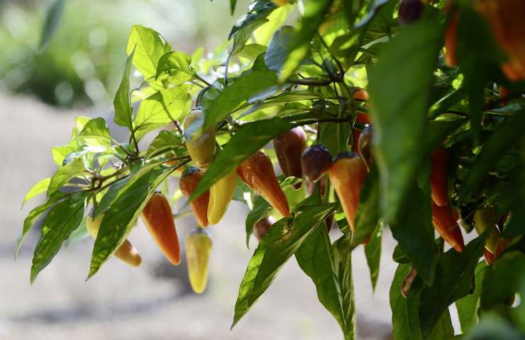 Jalapeño colorati potere dimagrante 