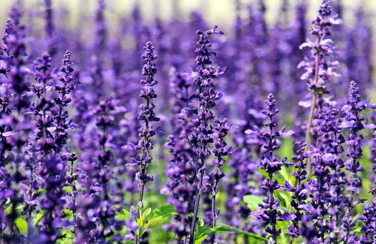 Lavanda dormire bene 