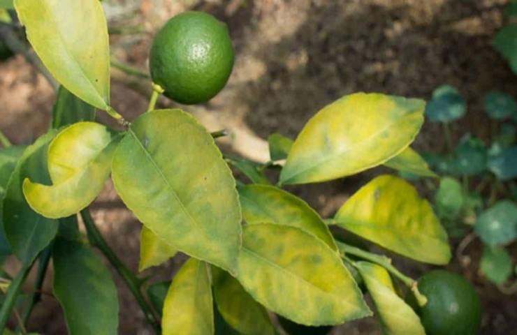 Limone foglie gialle cause 