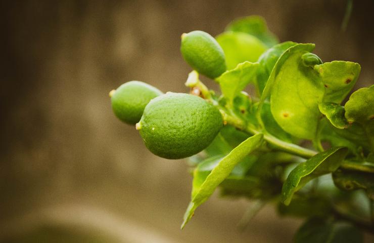 potatura albero limone