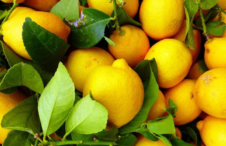 Limoni con foglie e controindicazioni