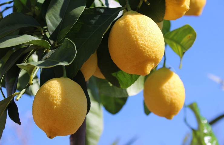 pianta limone fioritura