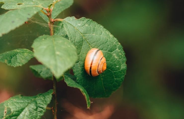 Lumaca guscio arancione