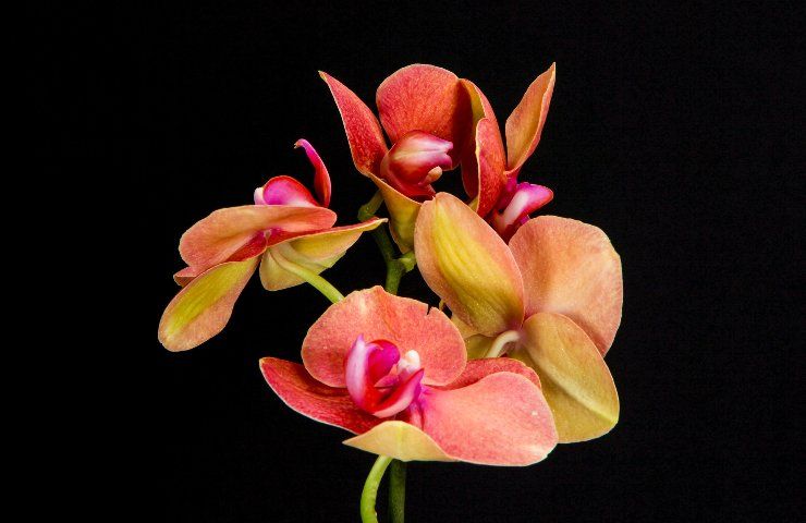 orchidea addormentata primavera
