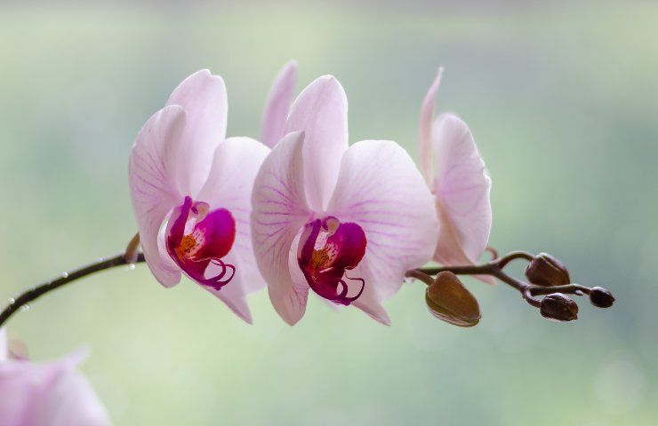 fioritura orchidea addormentata