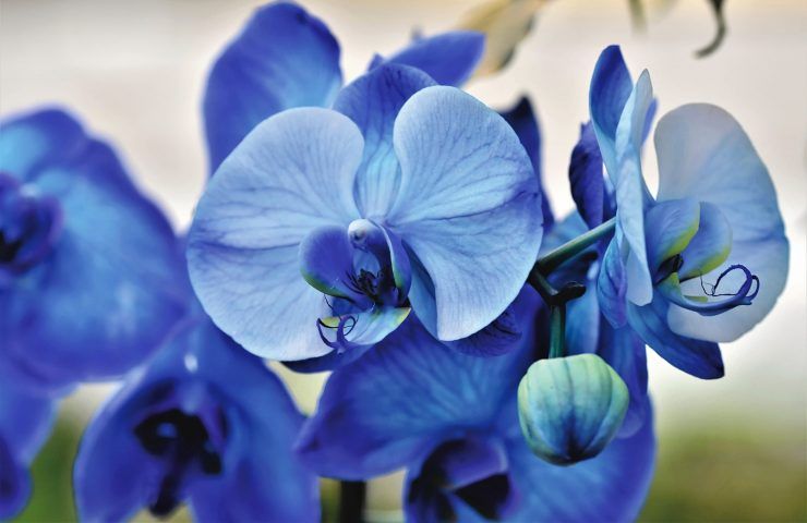 Orchidea blu trucchetto ortaggio 