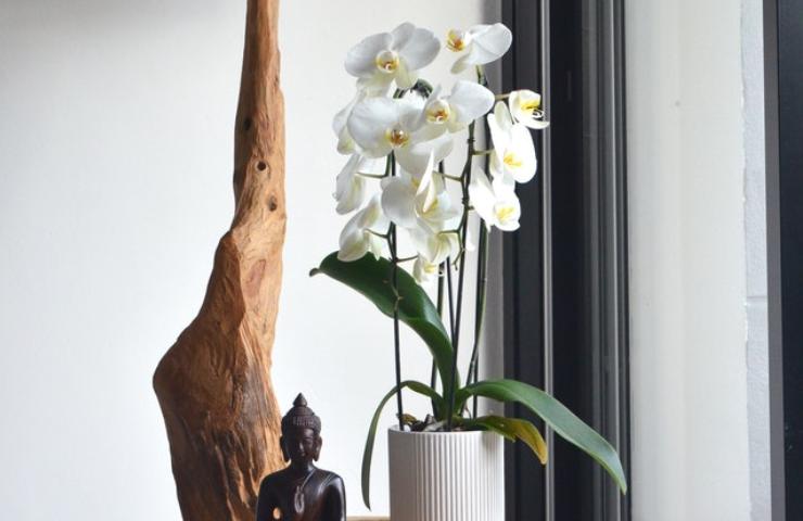 Cure orchidea primavera