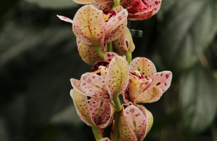 Fiori orchidea primavera metodo