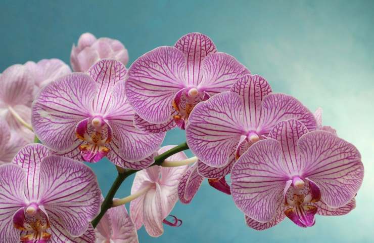 orchidea appassita rimedi