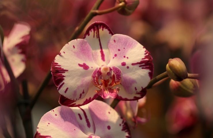 Orchidea foglie ingiallite 