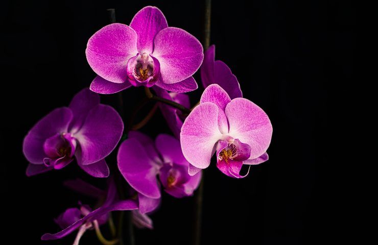 ingredienti naturali foglie orchidea