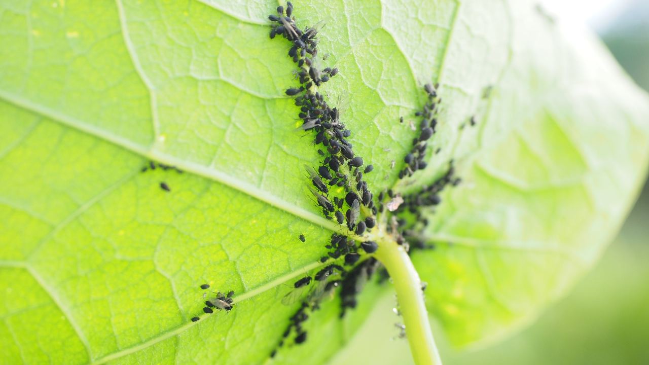 Pesticida naturale insetti