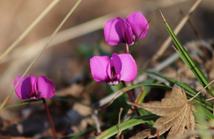 Ciclamini viola