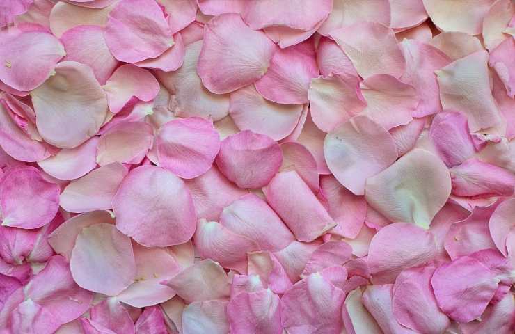 Petali di rosa