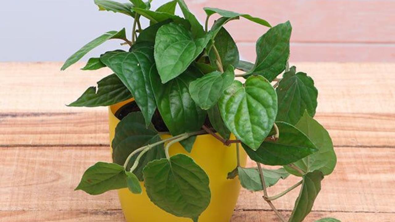 Pianta Betel benefici