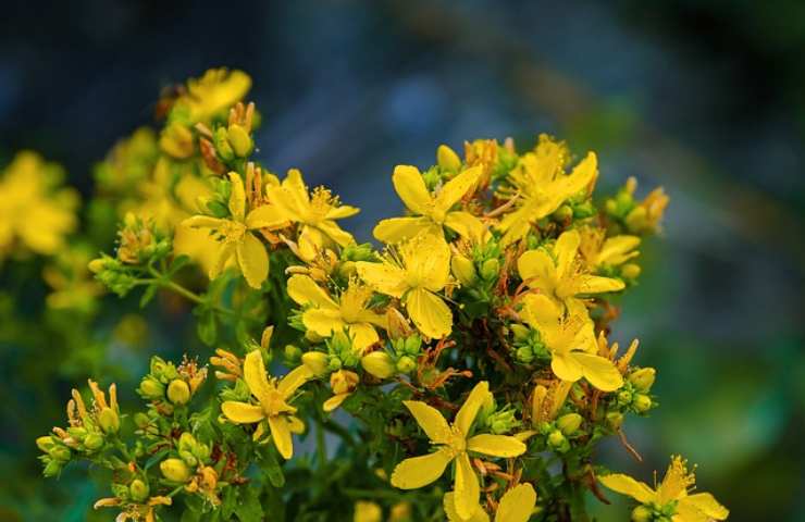 Pianta iperico fiori gialli