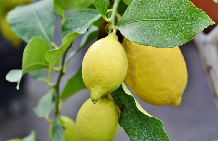 piantare albero limone giardino