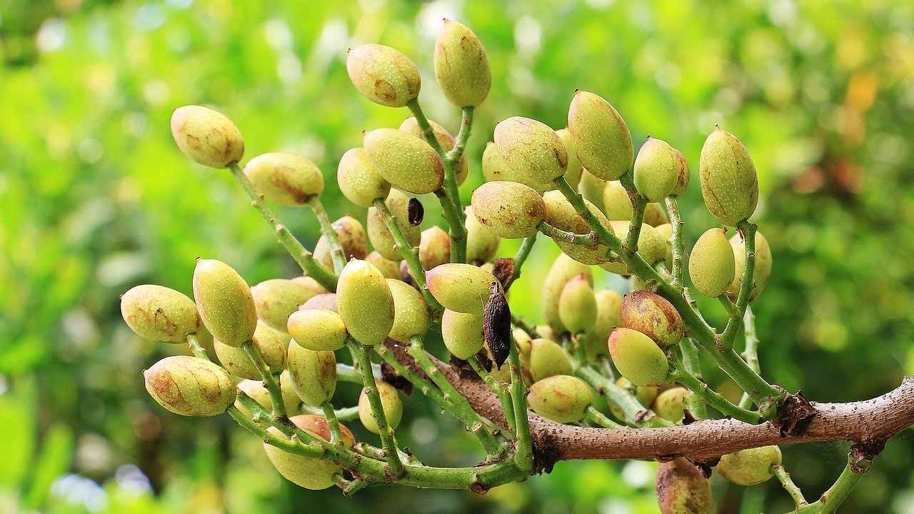 pistacchio vaso frutti dieci giorni