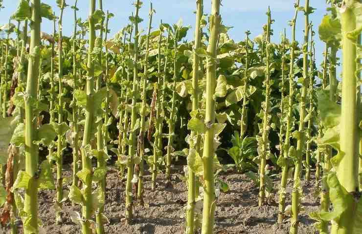 agricoltura italiana tabacco crisi economica