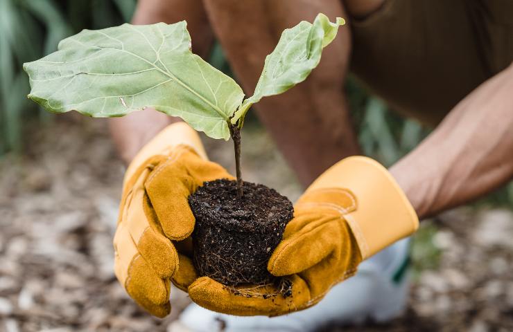 Piantare albero regalo festa papà