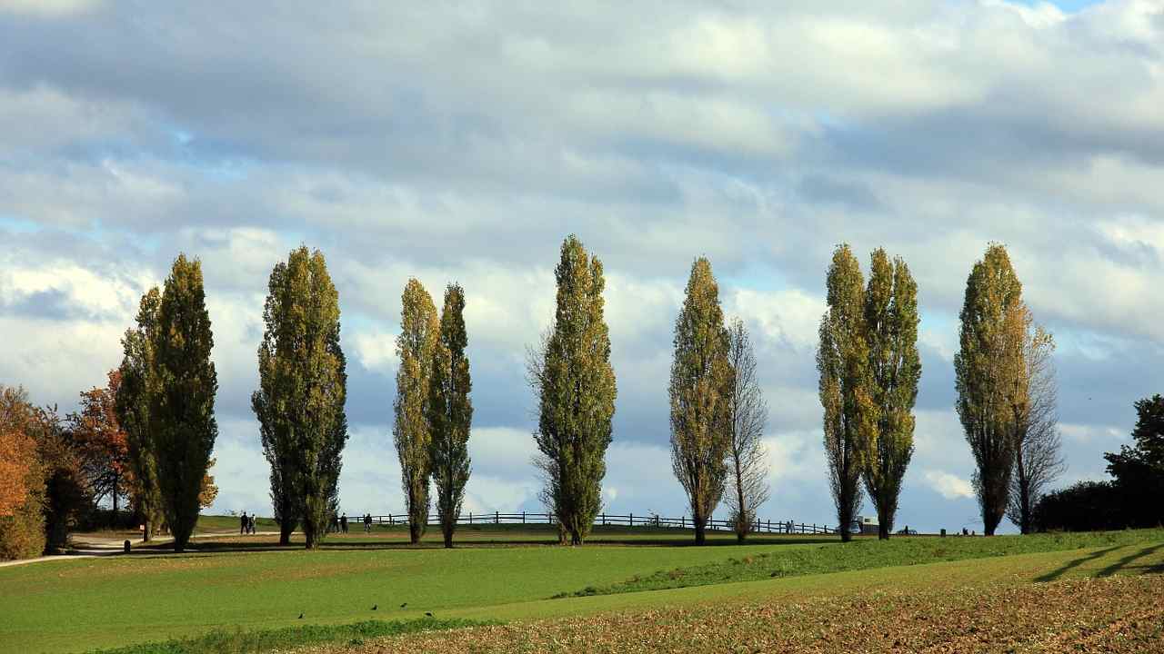 Pioppi a crescita rapida cosa succede