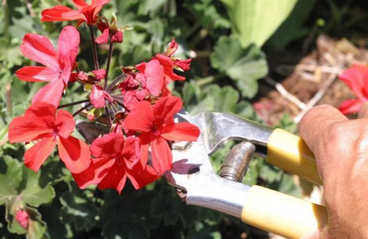 Potatura geranio fiore rosso