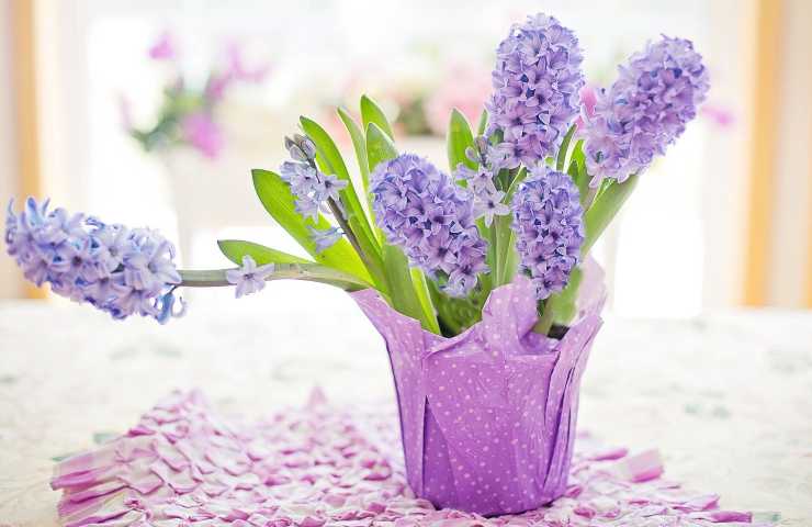 moltiplicare giacinto