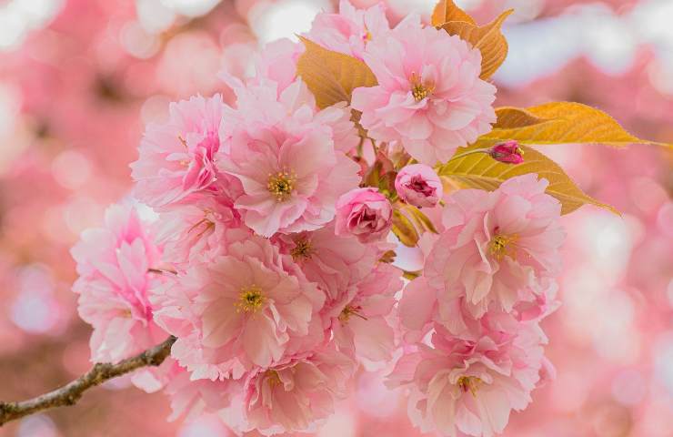 fiori di ciliegio bellezza sakura